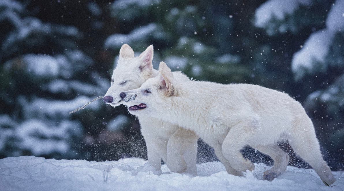 The Ecological Vision Behind Dire Wolf Restoration