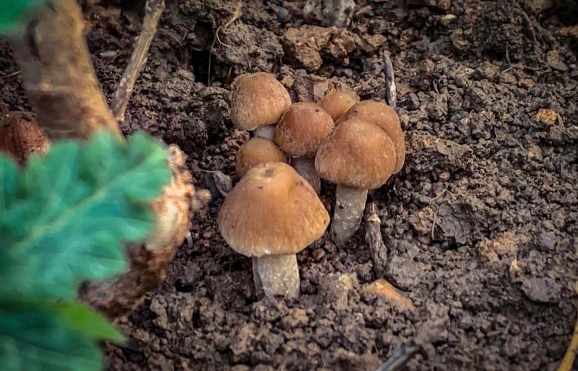 DIY Mushroom Cultivation Tips