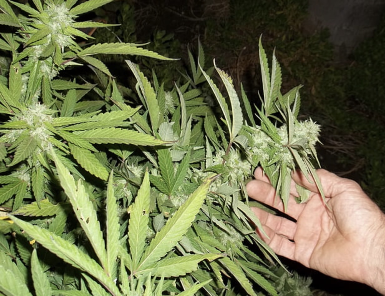 screenshot-2021-08-04-at-10-18-47