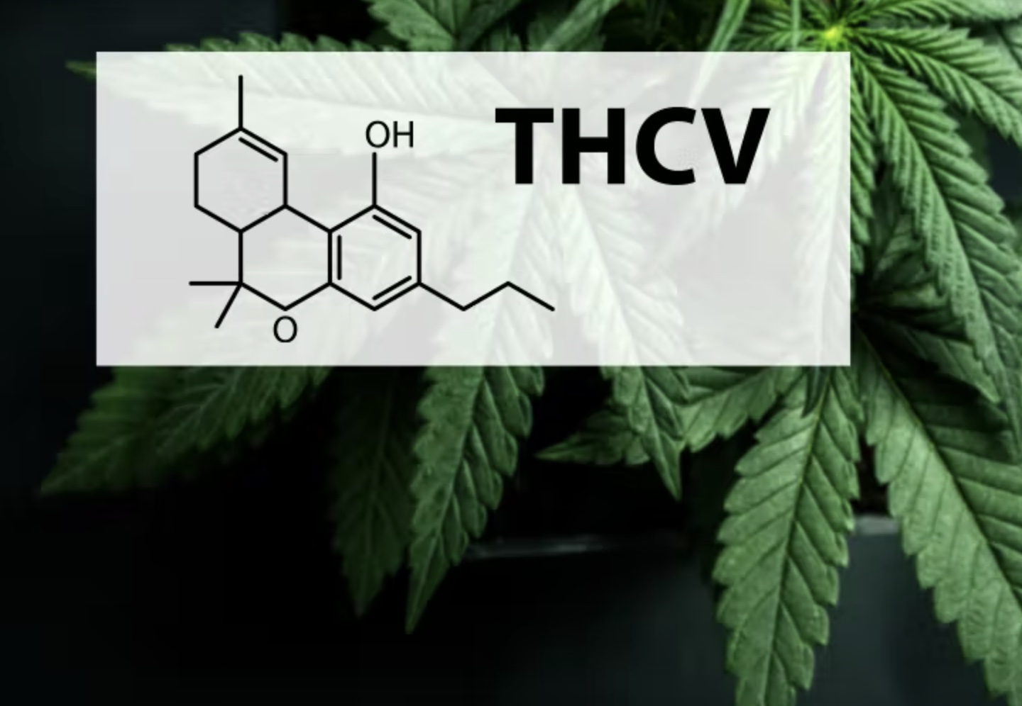 Best Uses For THCV Isolate