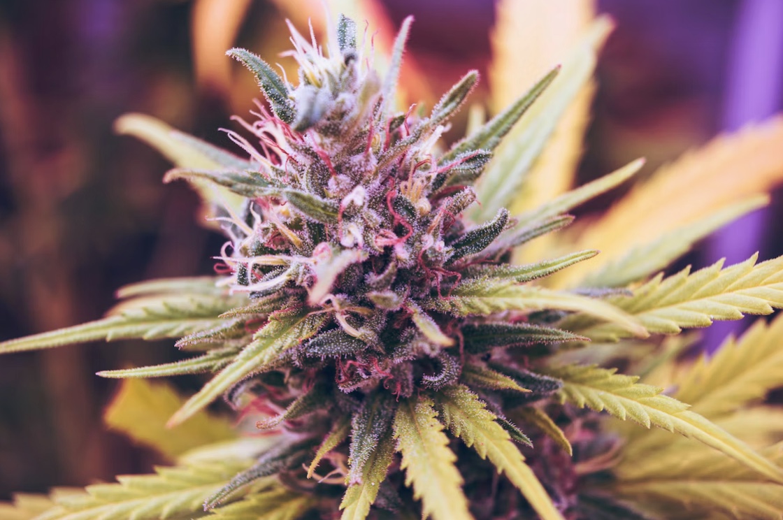 screenshot-2022-10-12-at-18-04-47