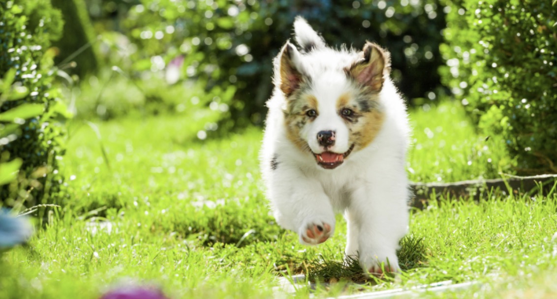 6 Travel Tips for Anxious Dogs