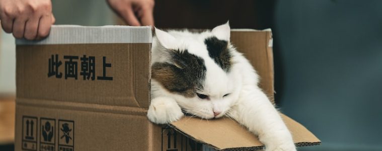 tuxedo cat in brown cardboard box