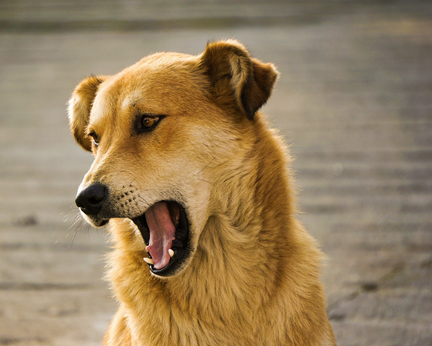 Dog Bite Laws: Understanding Liability and Legal Recourse 