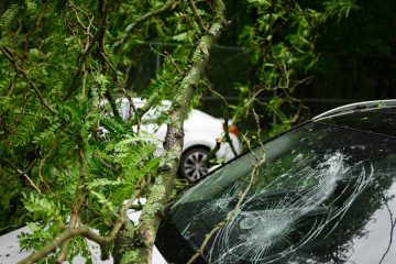 black car parked near green trees during daytime